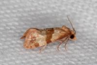 Phalonidia contractana