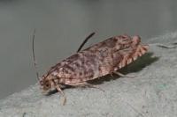 Gypsonoma minutana