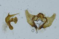Aethes hartmanniana