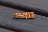 Rhyacionia buoliana