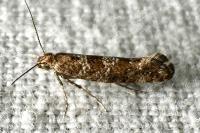 Acrolepia autumnitella