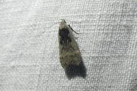 Anacampsis blattariella/populella