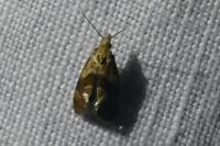 Phalonidia manniana