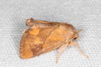 Apoda limacodes