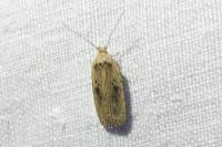 Agonopterix putridella