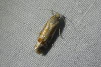 Rhyacionia buoliana