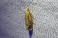 Rhyacionia buoliana