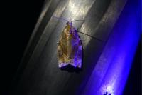 Archips xylosteana