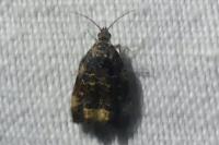 Endothenia