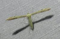 Adaina microdactyla