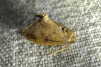 Heterogenea asella