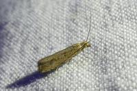 Bactra lancealana