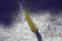 Bactra lancealana