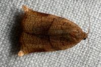 Archips podana