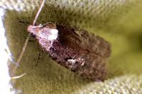 Agonopterix conterminella