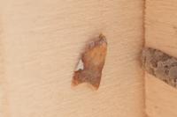 Acleris holmiana