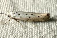 Yponomeuta padella