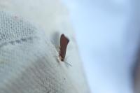 Crassa unitella