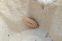 Agonopterix pallorella