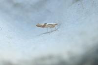 Argyresthia pruniella