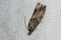 Cydia fagiglandana