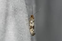Enolmis
