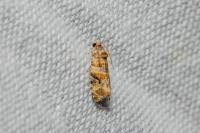 Lobesia botrana