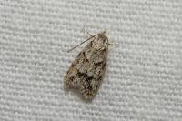 Symmoca signatella