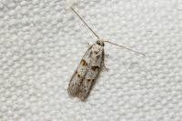 Symmocoides oxybiella