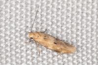Mompha epilobiella