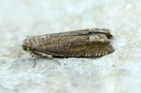Pelochrista caecimaculana