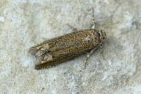 Pelochrista caecimaculana