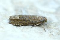 Pelochrista caecimaculana