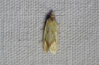 Agapeta hamana