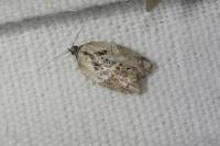 Acleris variegana