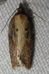 Acleris hastiana/cristana