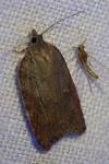 Acleris sparsana