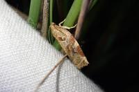 Archips xylosteana