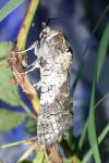 Cossus cossus