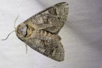 Cossus cossus