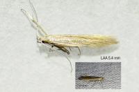 Coleophora glaucicolella