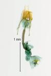 Coleophora glaucicolella