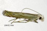 Isophrictis anthemidella