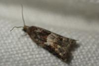 Rhopobota naevana