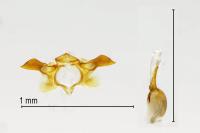 Isophrictis anthemidella