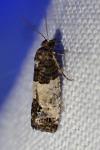Spilonota ocellana