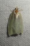 Tortrix viridana