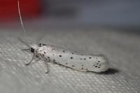 Yponomeuta