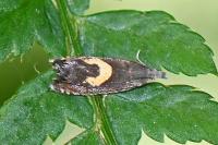 Dichrorampha petiverella