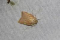 Carcina quercana